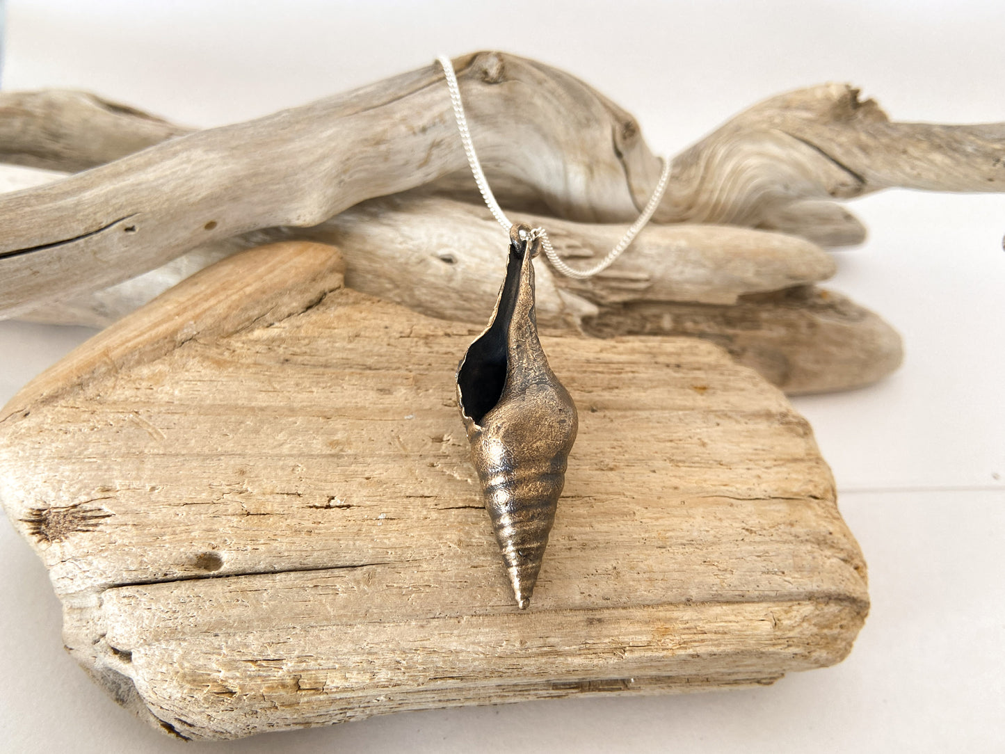 Sea snail - smooth shell