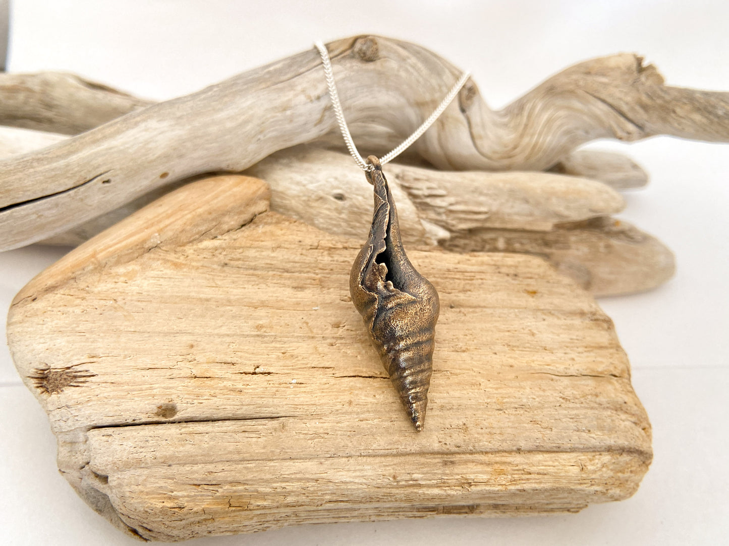 Sea snail - smooth shell