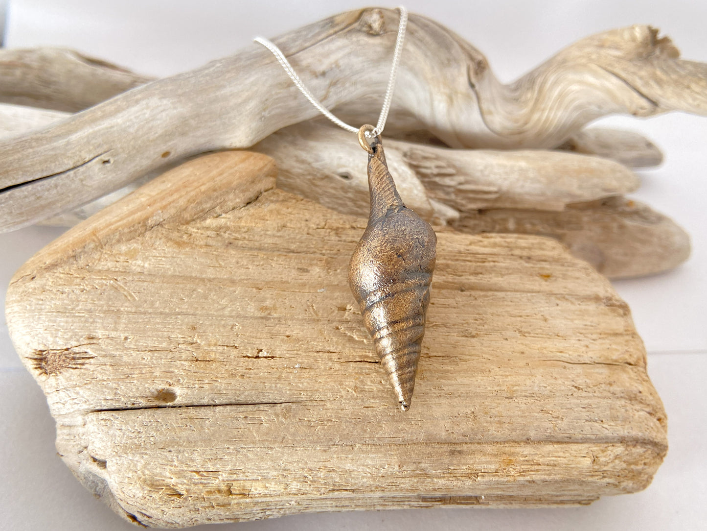 Sea snail - smooth shell