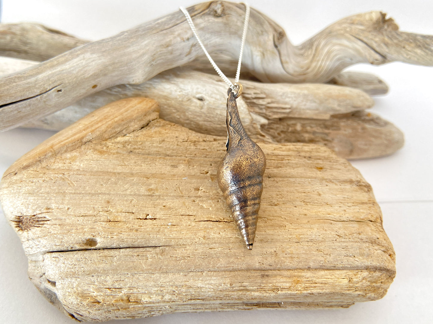 Sea snail - smooth shell