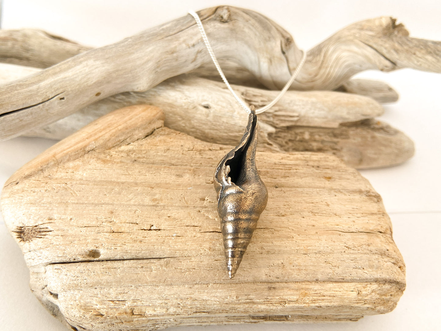 Sea snail - smooth shell