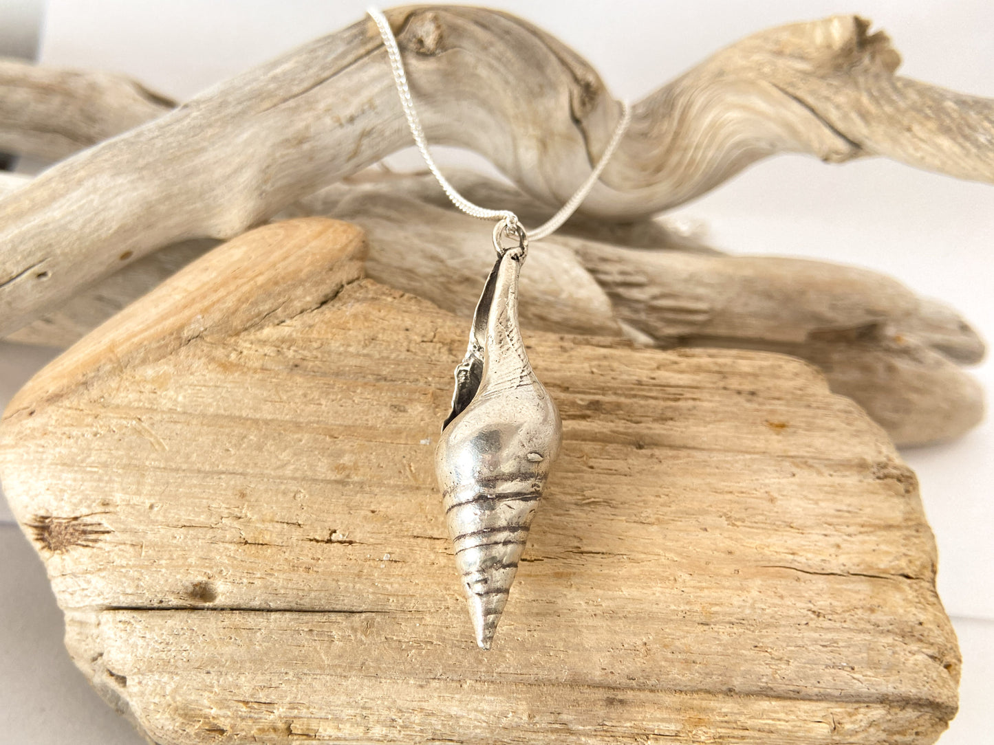 Sea snail - smooth shell