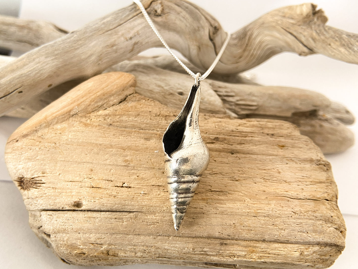 Sea snail - smooth shell